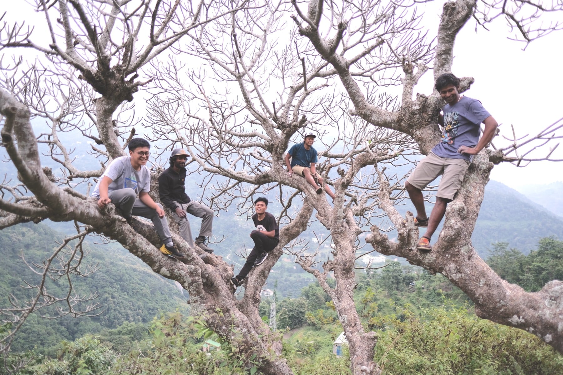 Climbing a tree together